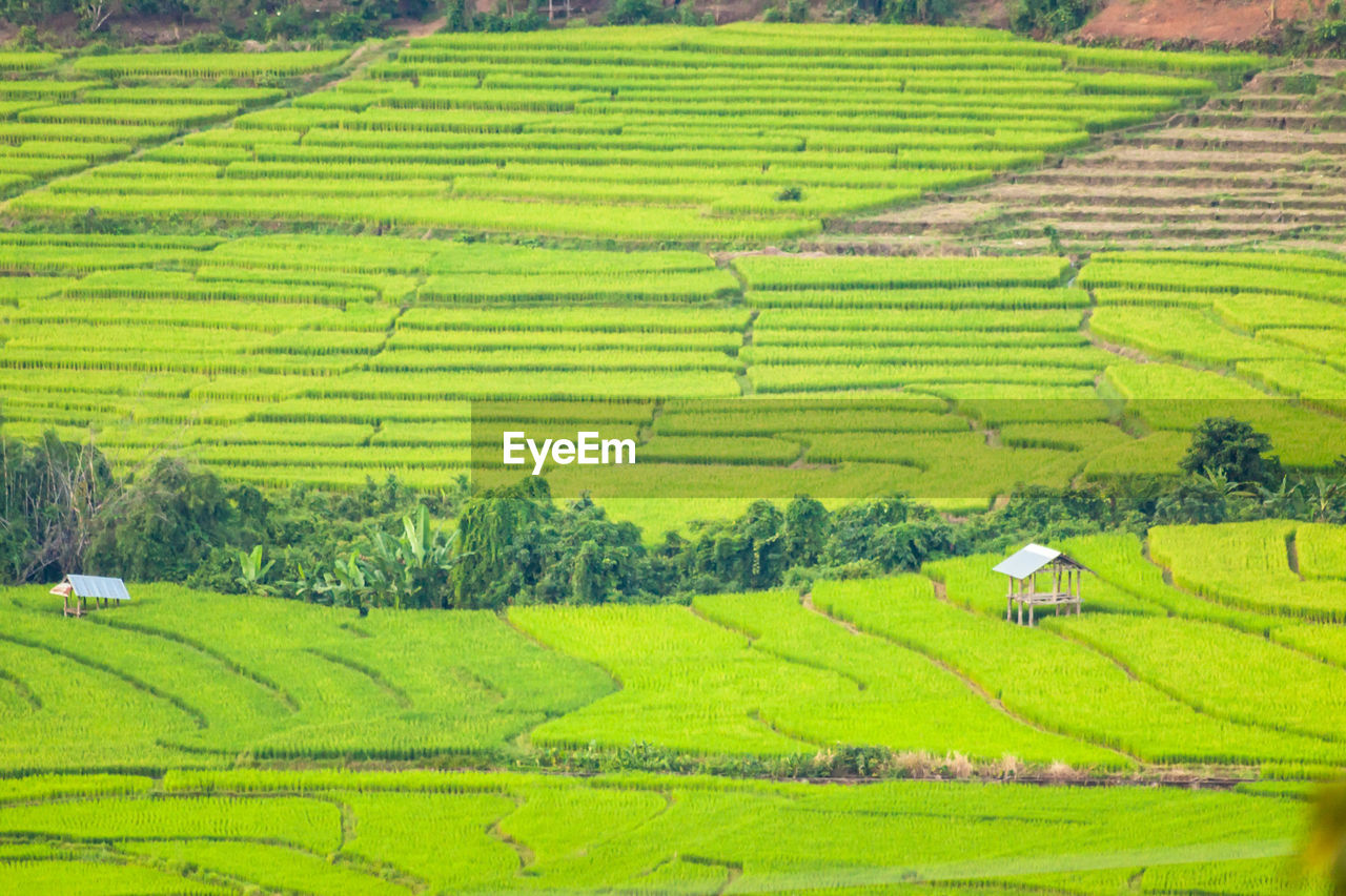 SCENIC VIEW OF RICE PADDY FIELD