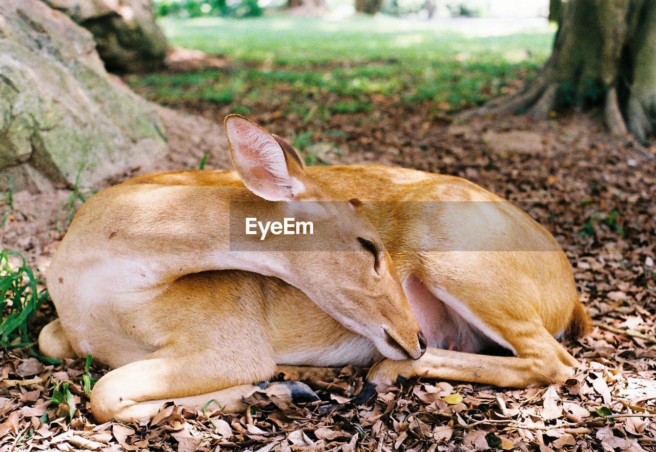 Deer resting in a field