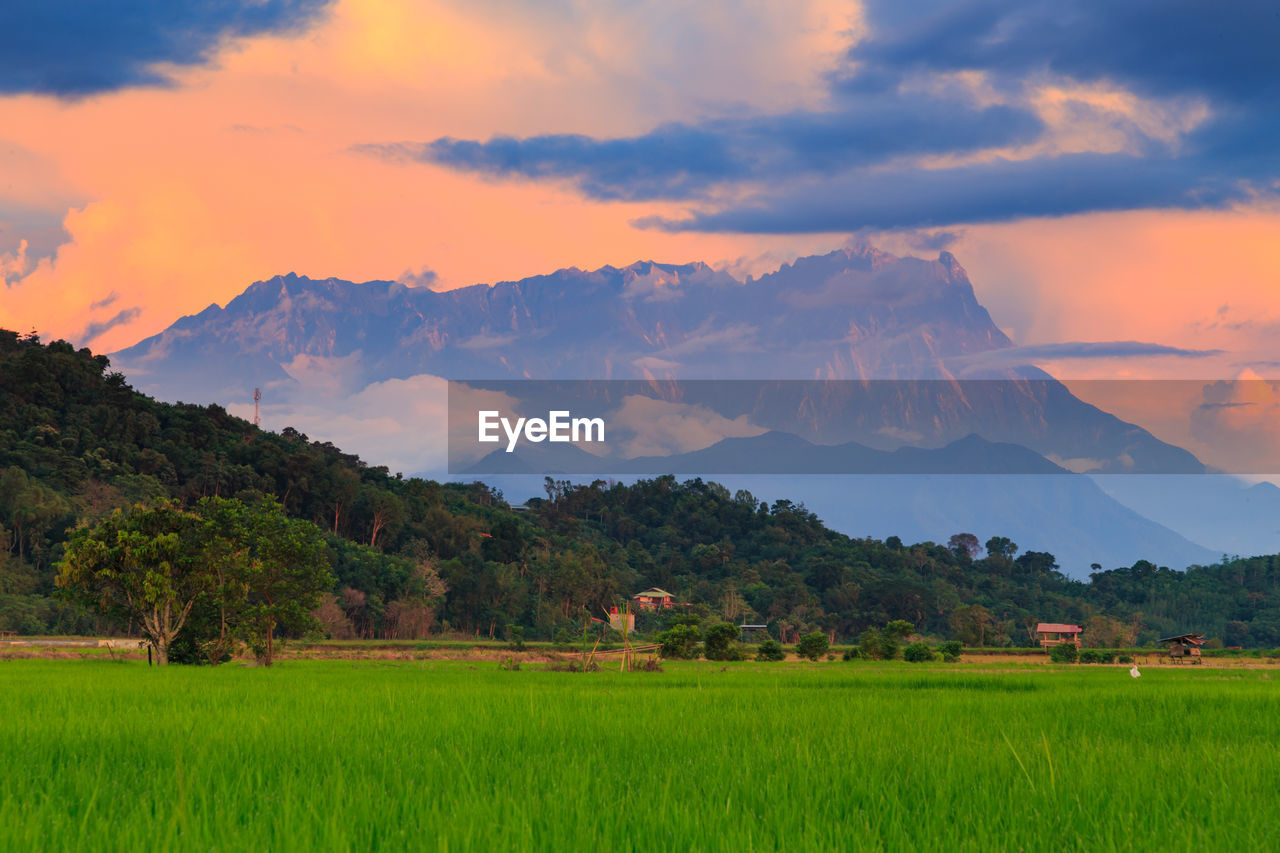 Scenic view of agricultural field against sky during sunset