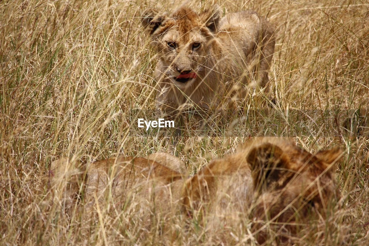 Lioness and cub on field