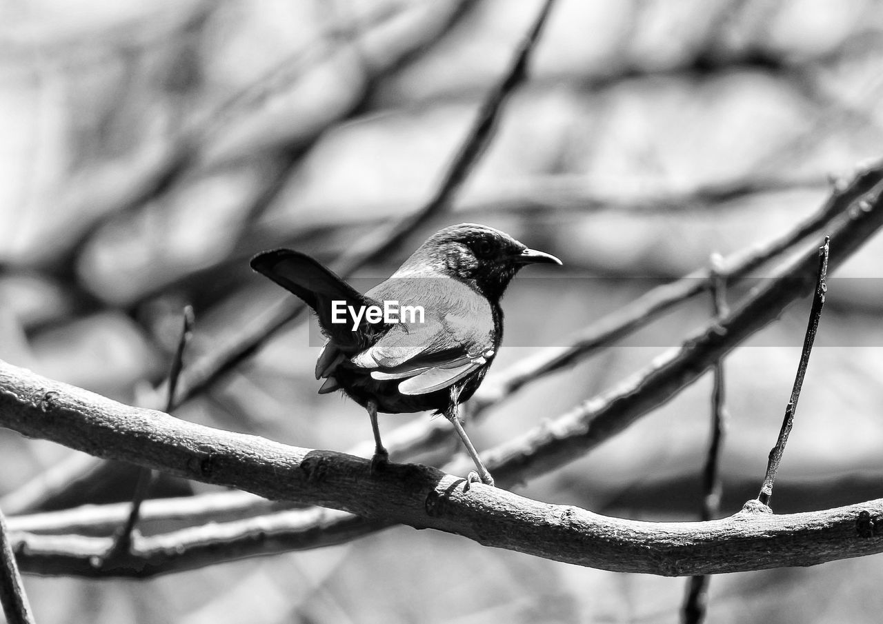 CLOSE-UP OF BIRD PERCHING ON TREE
