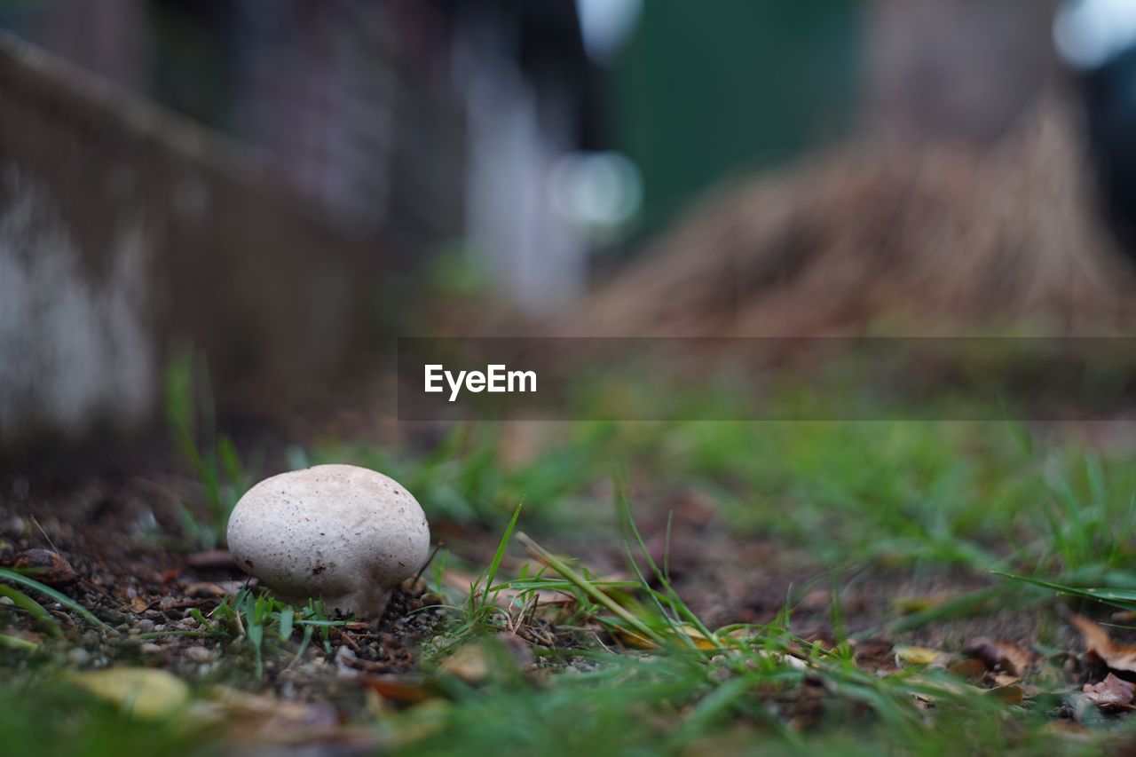 Close-up of mushroom growing on field