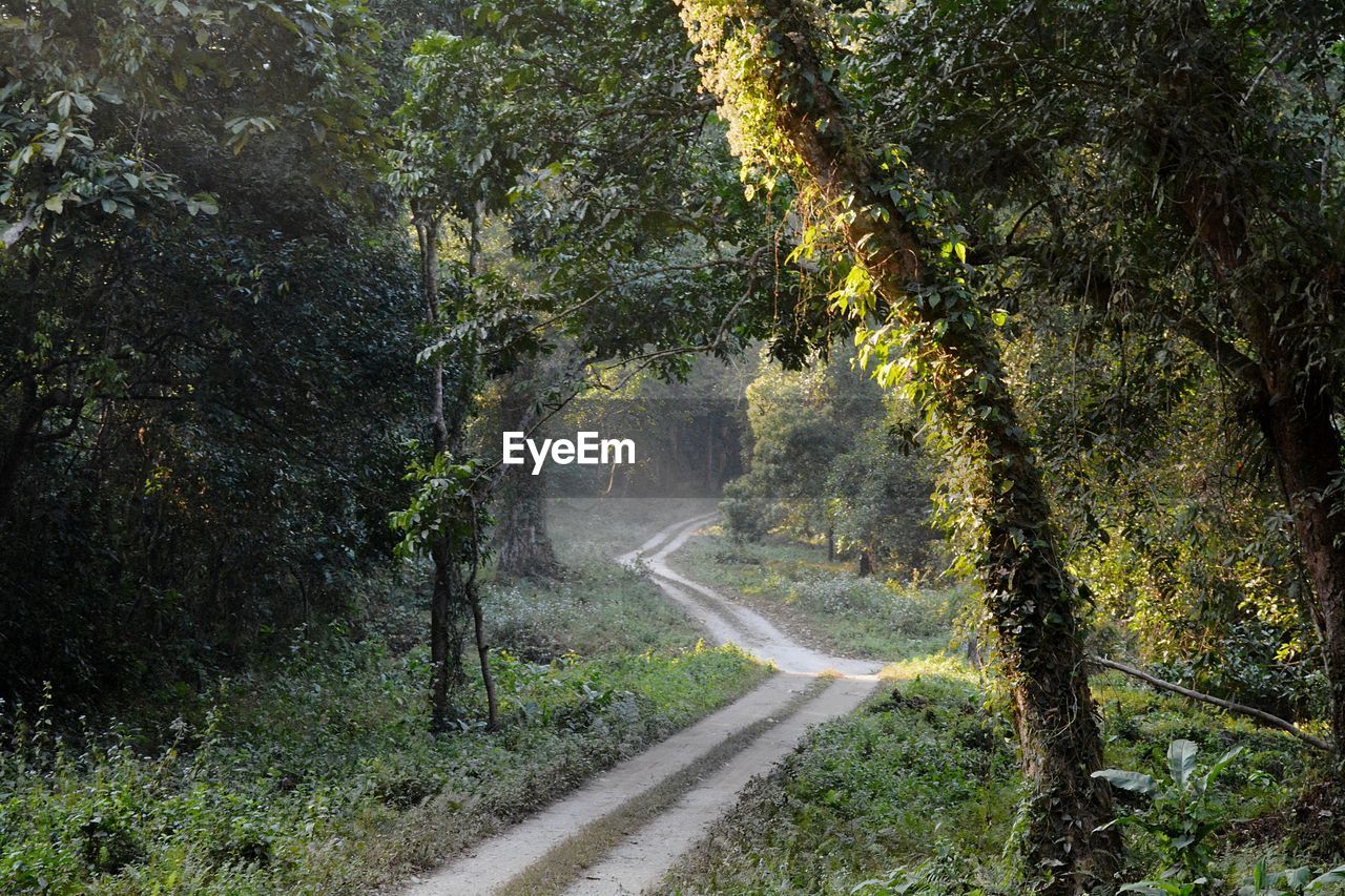 Road amidst trees in forest