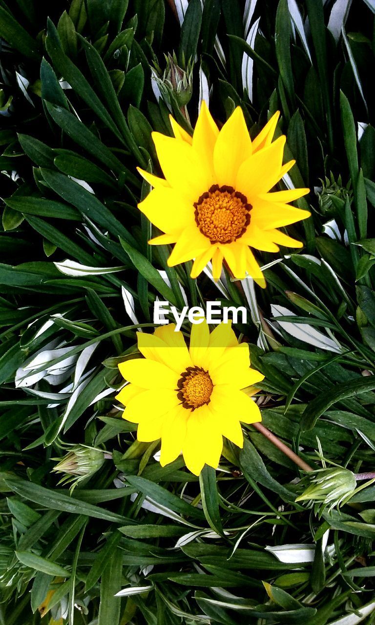 YELLOW FLOWERS BLOOMING IN PLANT