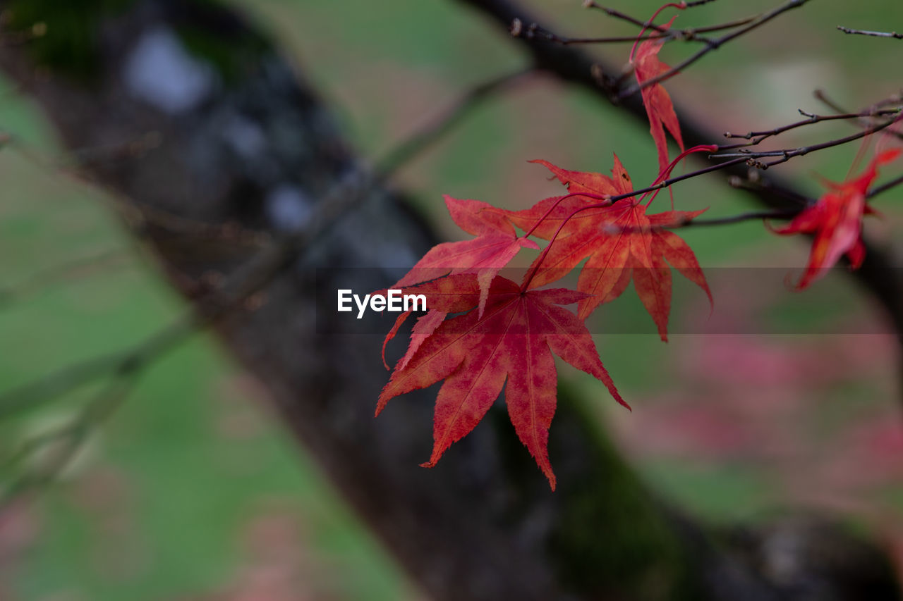 Close-up of maple leaves