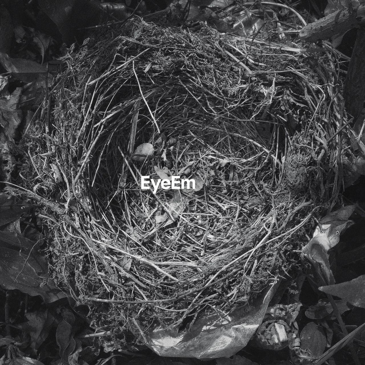 High angle view of empty bird nest