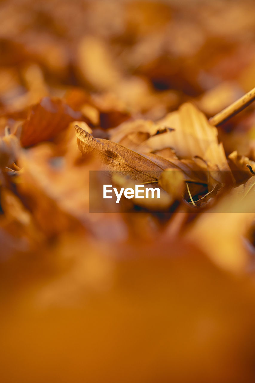 CLOSE-UP OF DRIED PLANT
