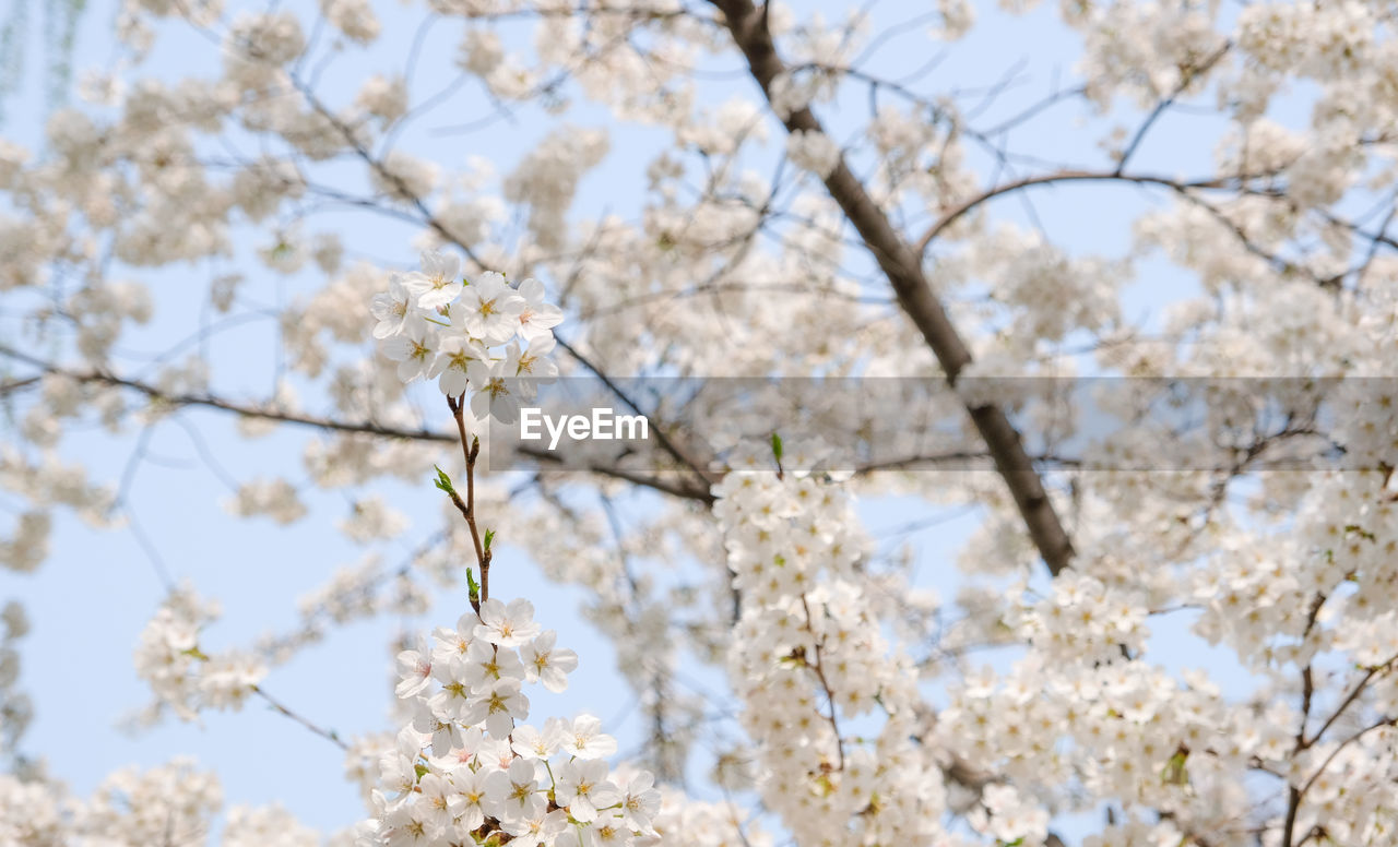 LOW ANGLE VIEW OF WHITE CHERRY BLOSSOMS ON TREE