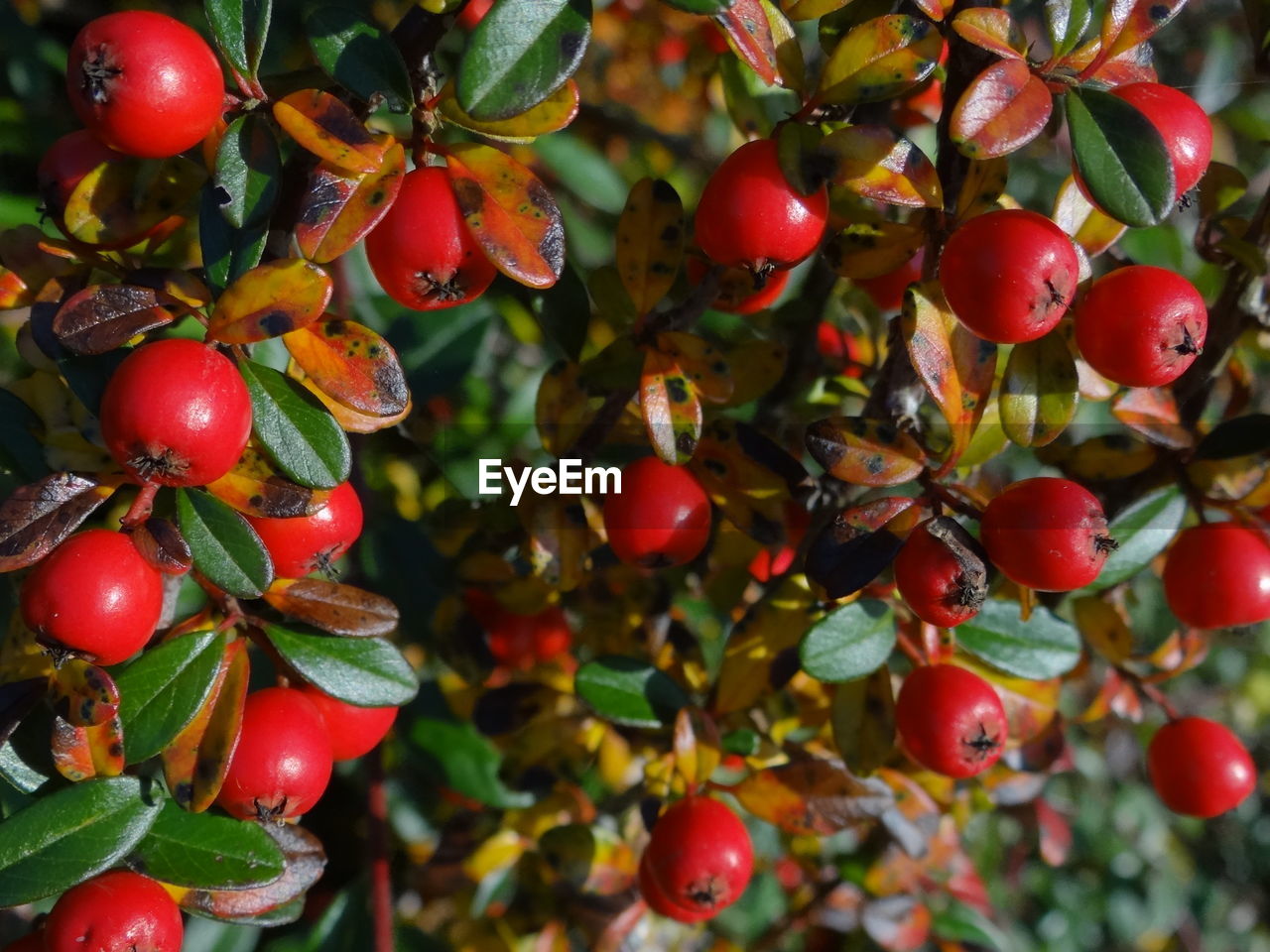 Close-up of cherries on tree