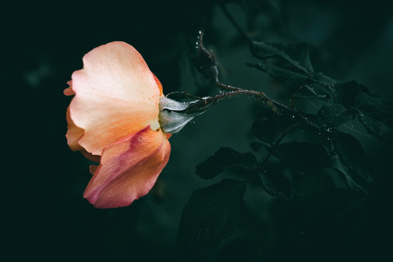 flower, plant, leaf, beauty in nature, fragility, nature, flowering plant, macro photography, close-up, petal, freshness, growth, no people, flower head, inflorescence, plant part, outdoors, darkness, rose, botany, springtime, tree, red, blossom