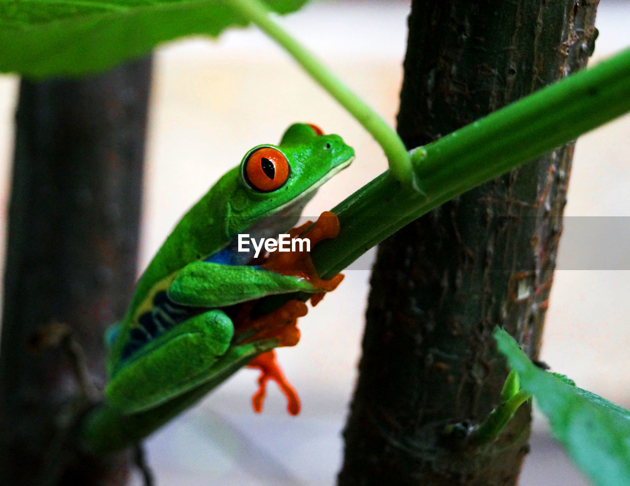 CLOSE-UP OF LIZARD ON TREE