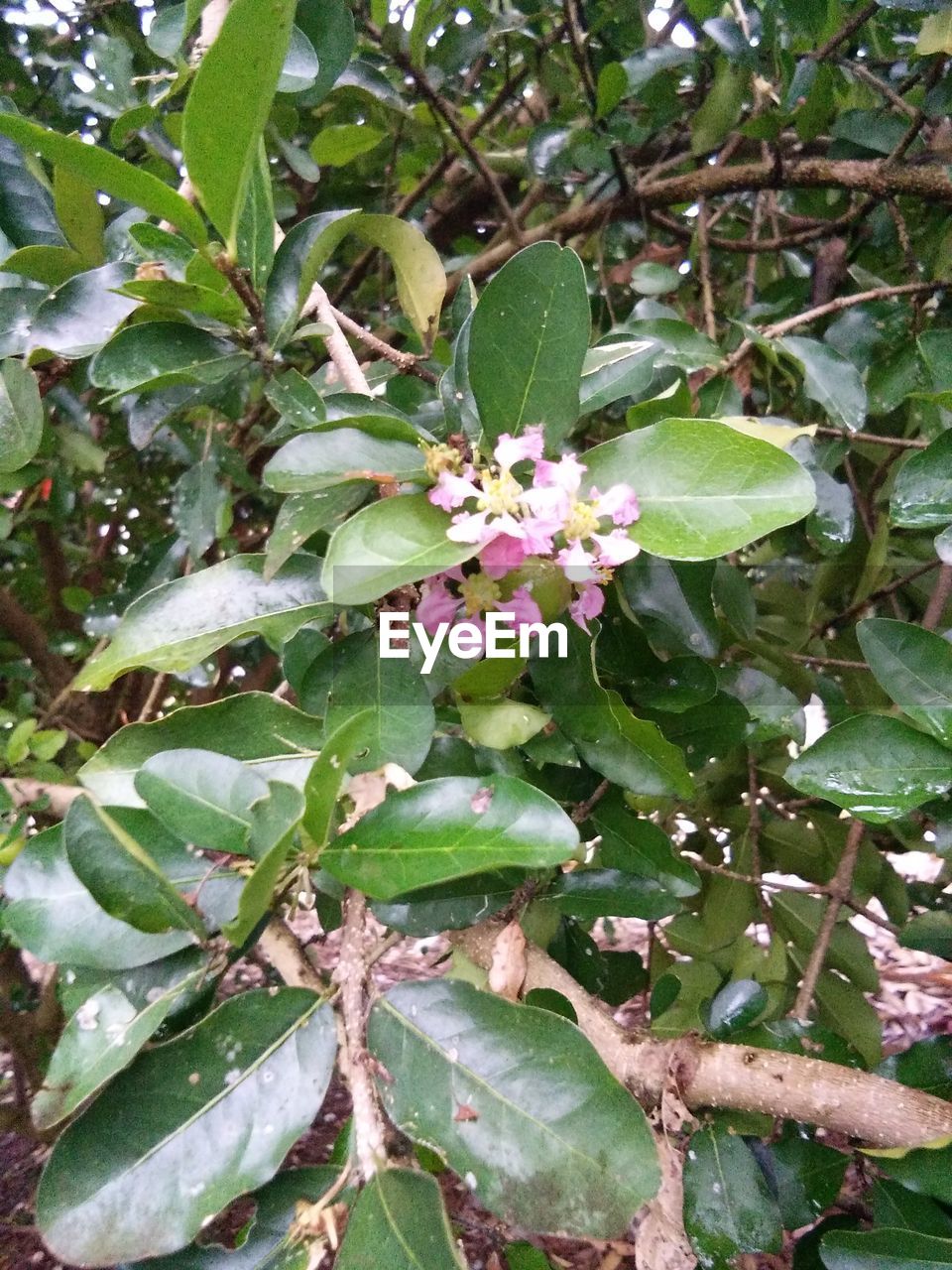 CLOSE-UP OF FLOWER TREE