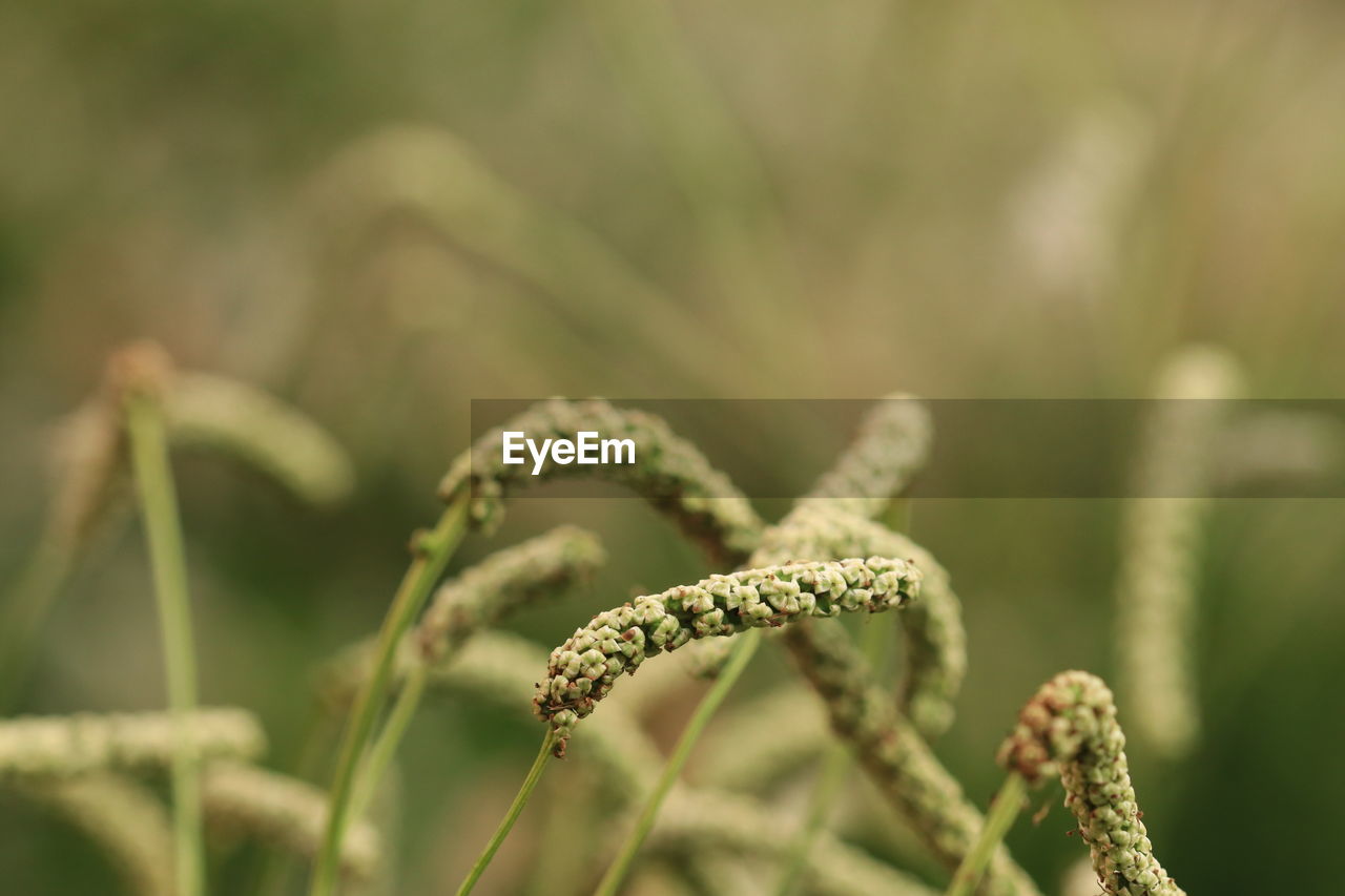 plant, grass, green, nature, close-up, growth, macro photography, beauty in nature, no people, focus on foreground, flower, plant stem, selective focus, day, land, outdoors, leaf, food, freshness, branch, tranquility, agriculture, food and drink, environment, plant part, field, sunlight