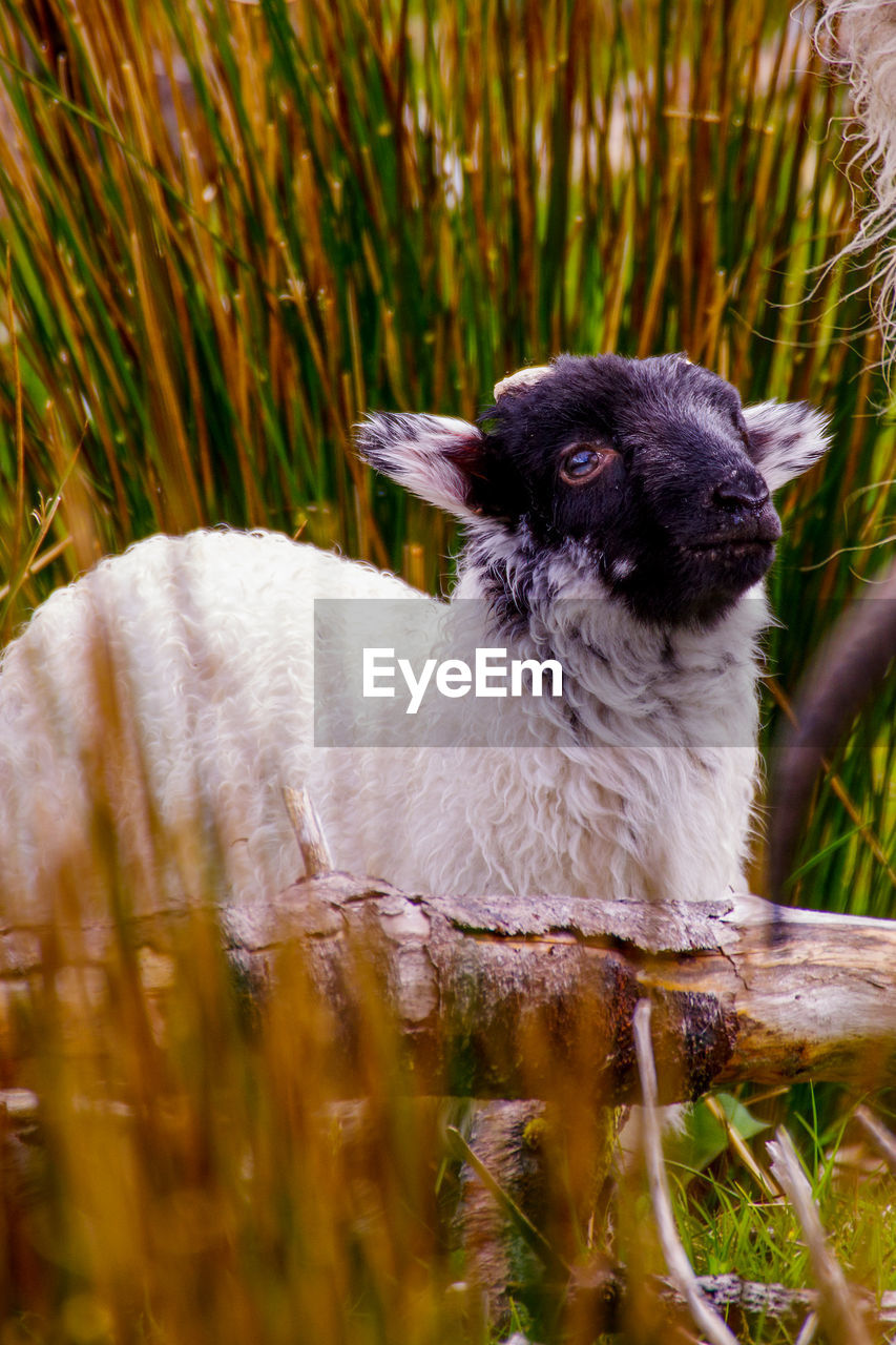 Close-up shot of mayo blackface lamb lying in high grass looking up