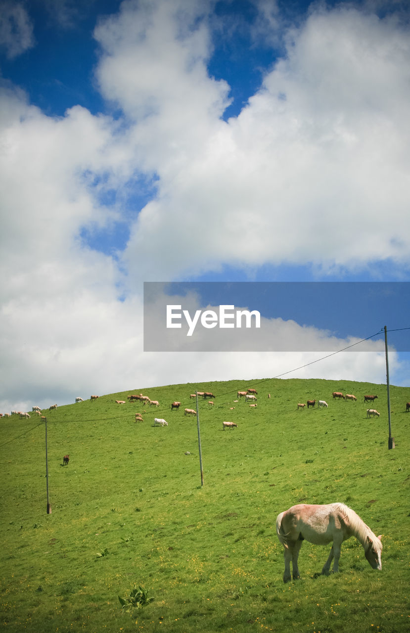 SHEEP GRAZING IN THE FIELD