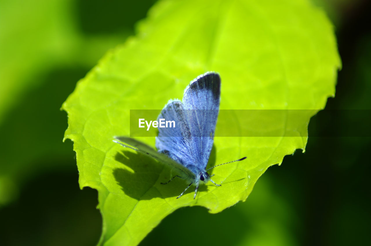 CLOSE-UP OF BUTTERFLY ON LEAF