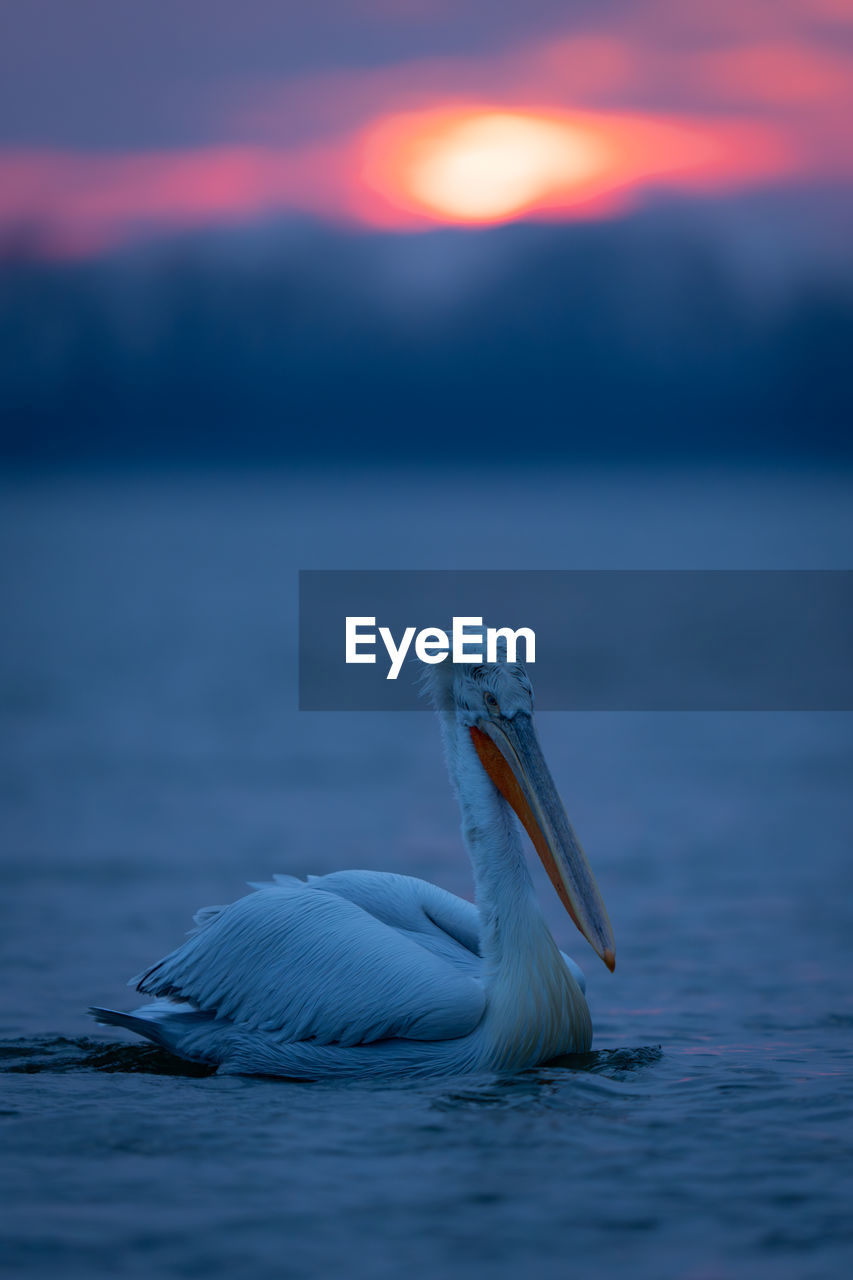 close-up of pelican on sea