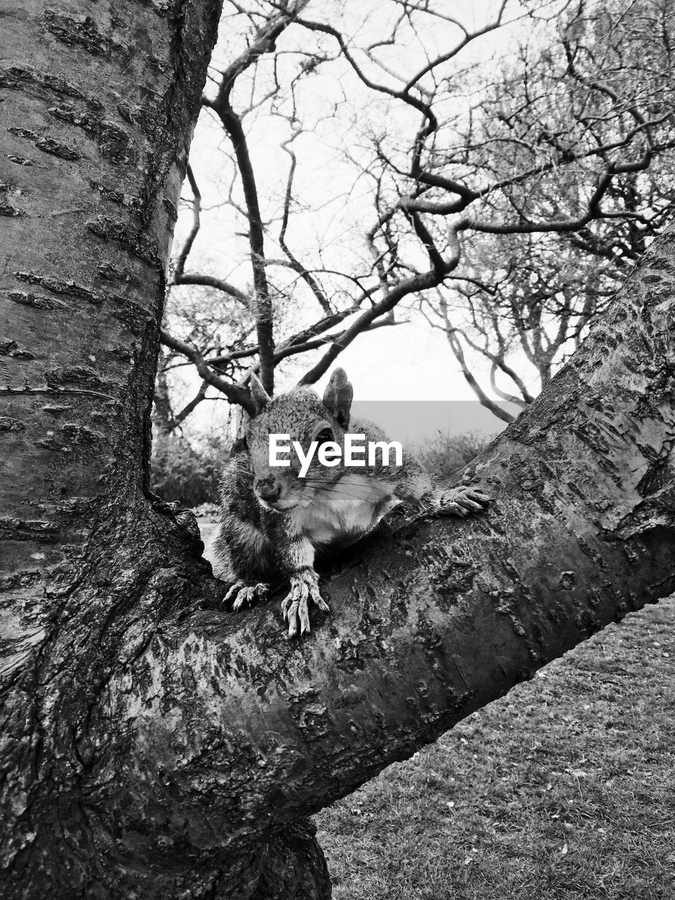 Squirrel on bare tree against sky