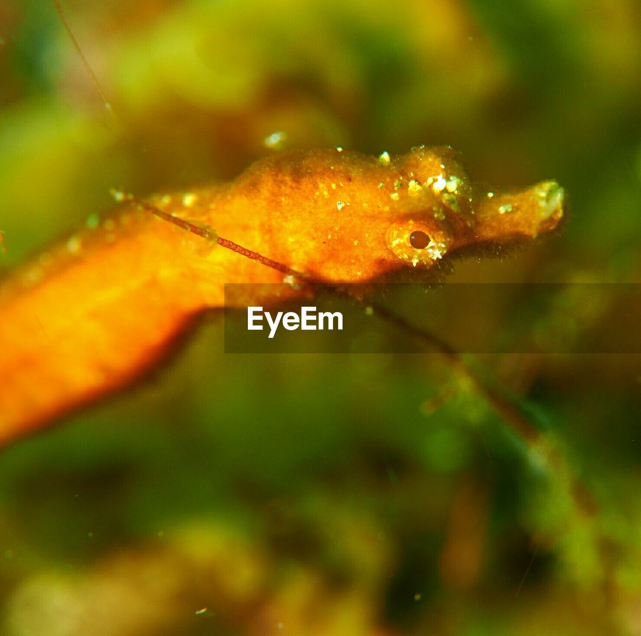 CLOSE-UP OF WET LEAF