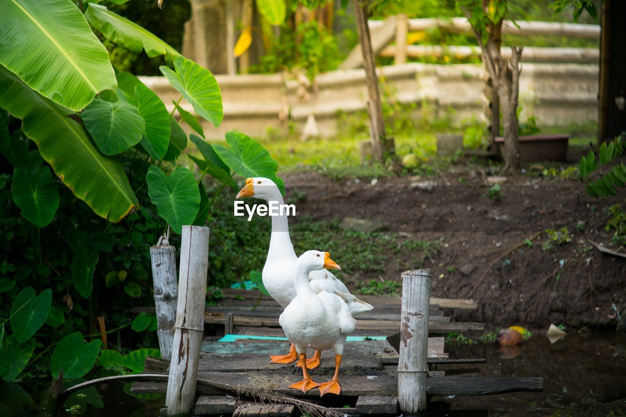 WHITE BIRD ON WOOD