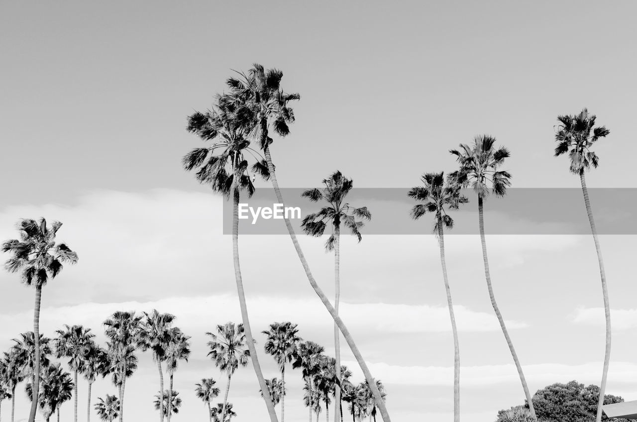 Low angle view of palm trees against clear sky