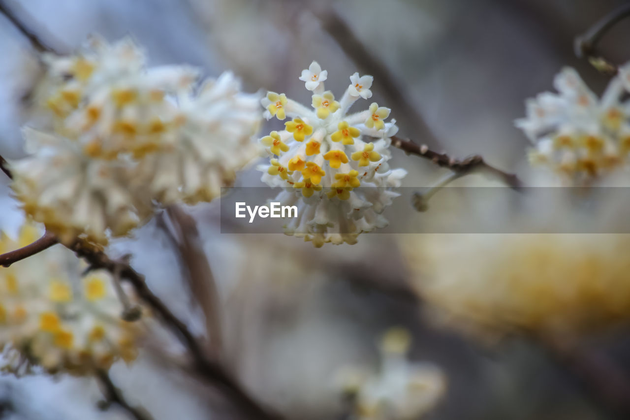 Close-up of flowers