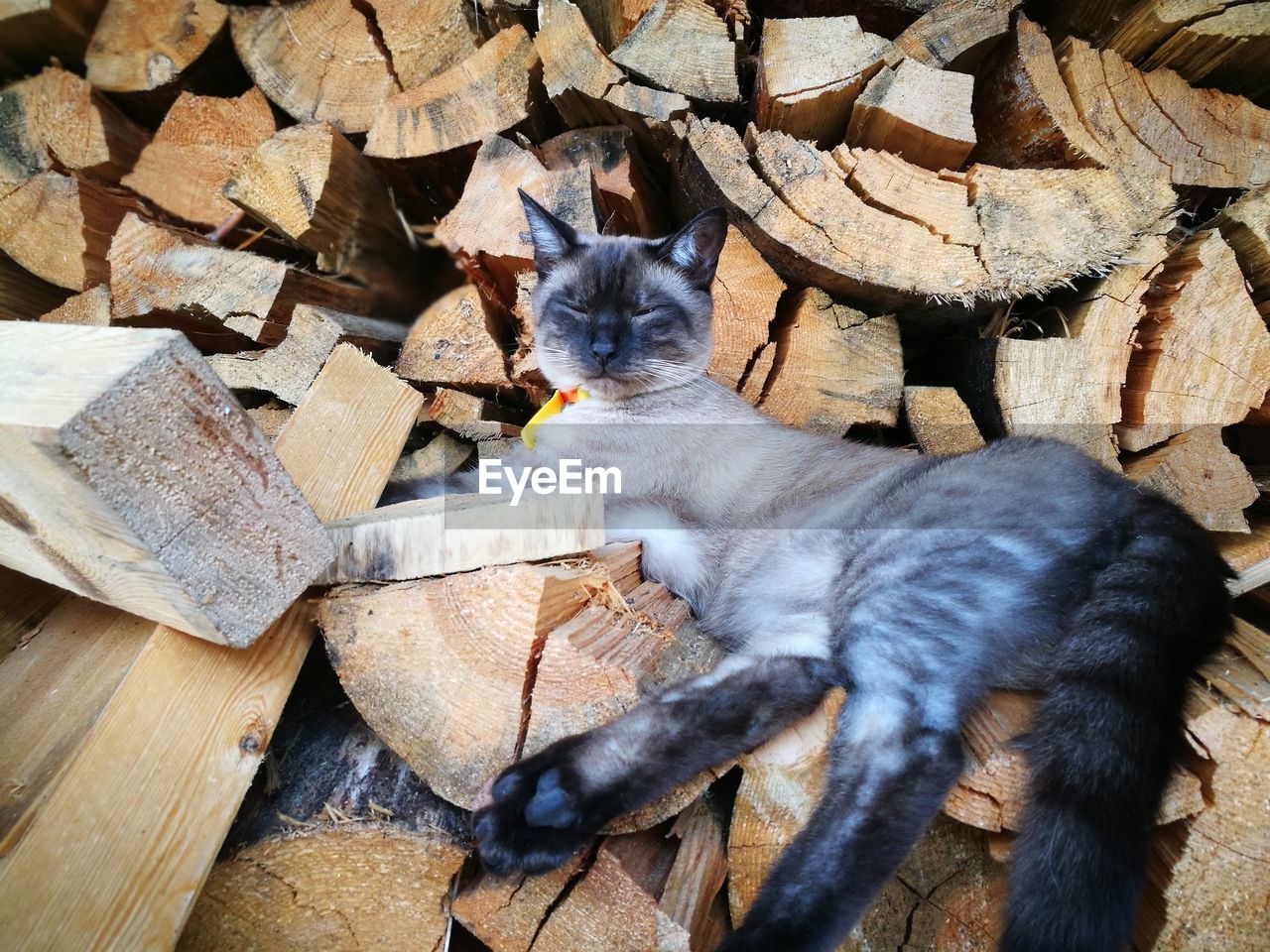 VIEW OF CAT SITTING ON FLOOR