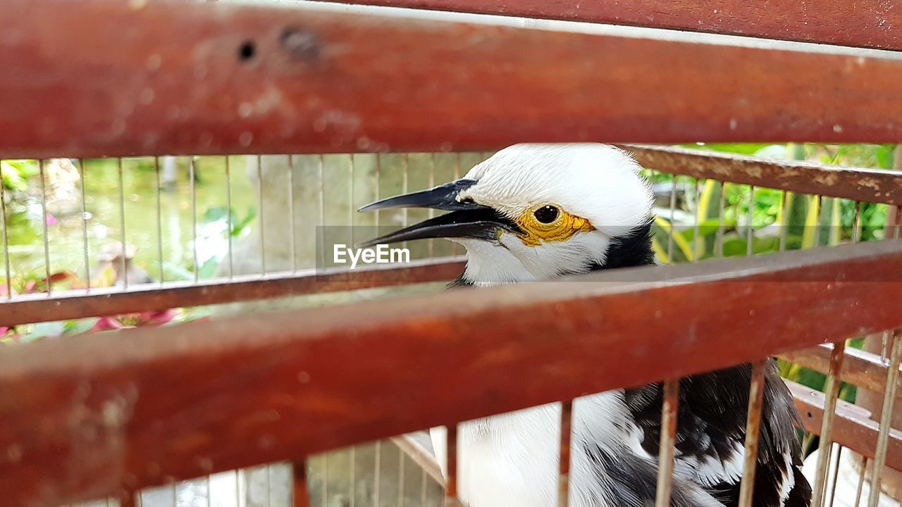 CLOSE-UP OF BIRD PERCHING ON METAL