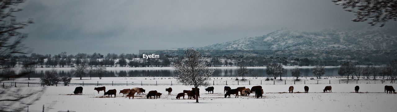 Panoramic view of cow grazing on snow covered field during winter