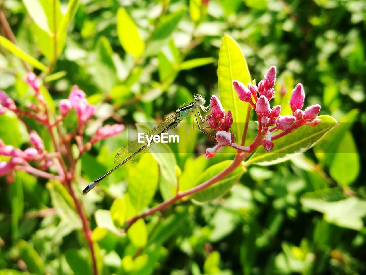 CLOSE-UP OF INSECT ON PINK FLOWERS