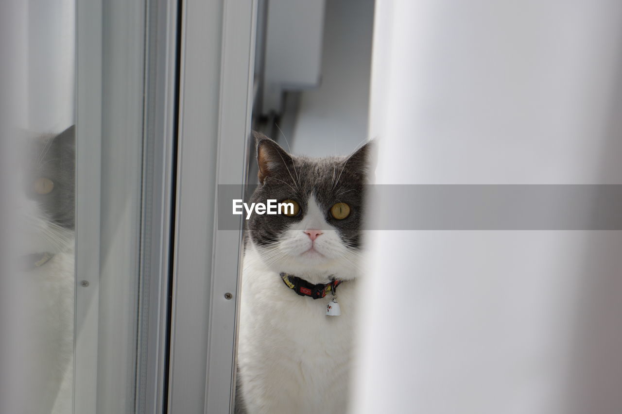 PORTRAIT OF CAT ON WINDOW