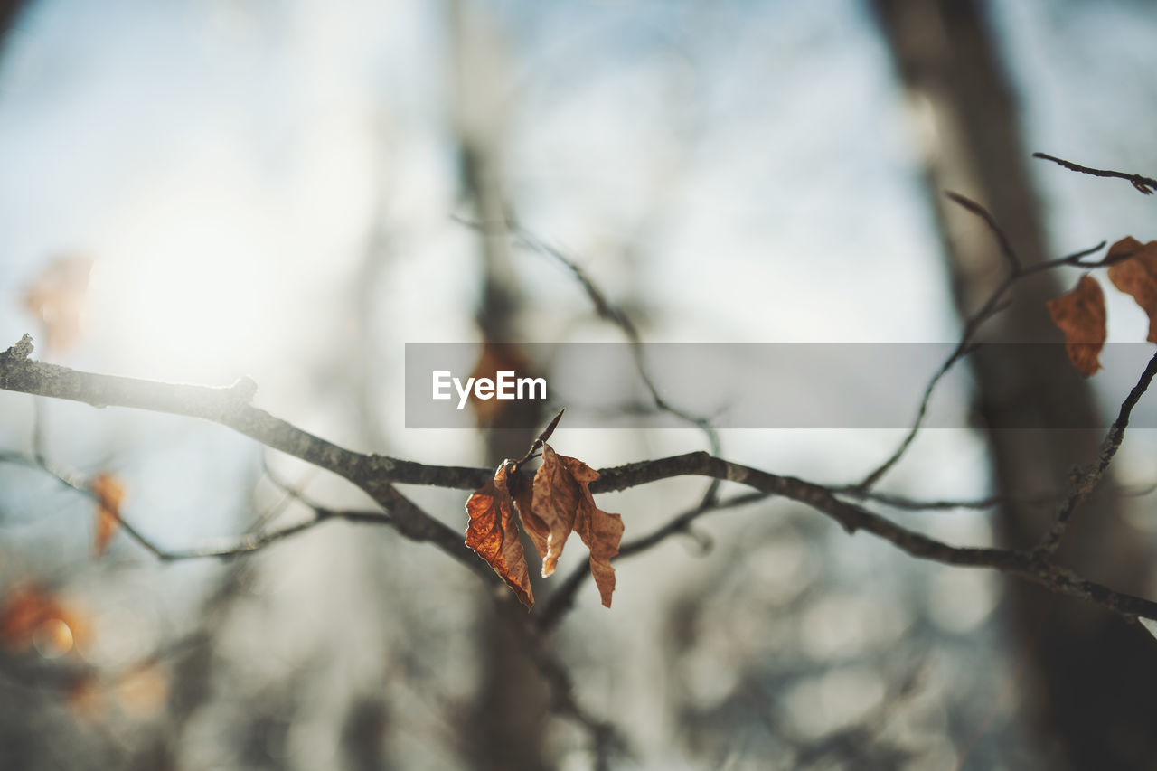 CLOSE-UP OF DRIED LEAVES ON BRANCH