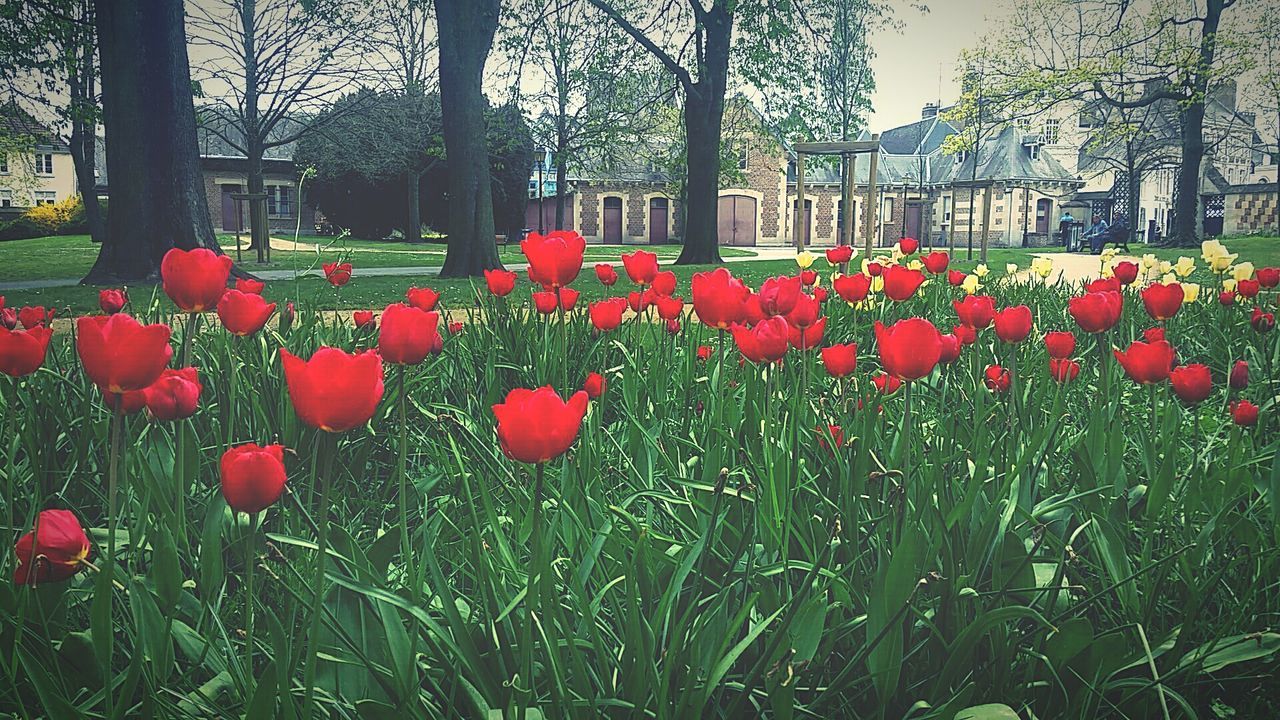 RED POPPY FLOWERS GROWING ON TREE