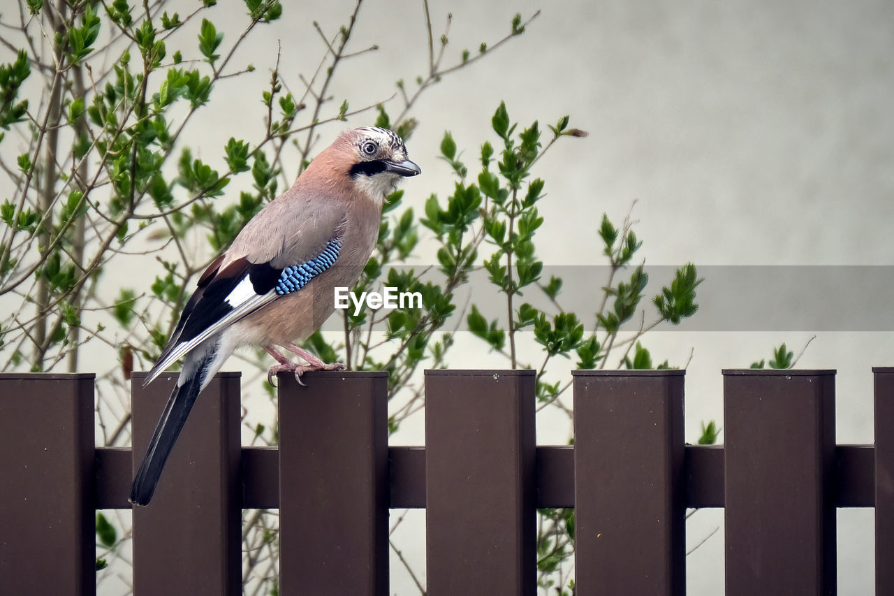 BIRD PERCHING ON WOODEN POST BY TREE