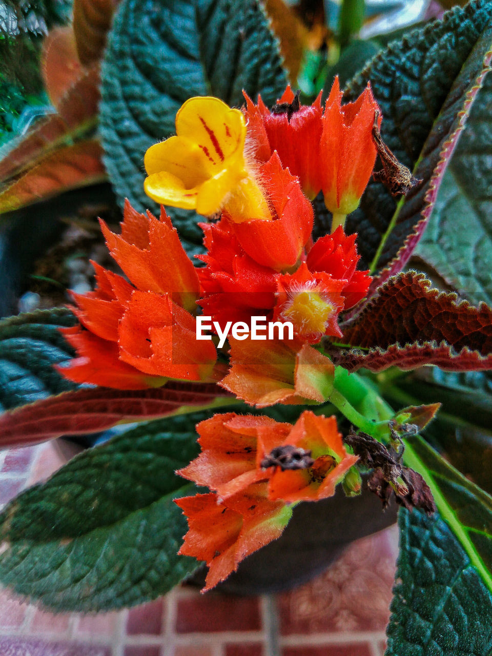 Close-up of hibiscus blooming outdoors