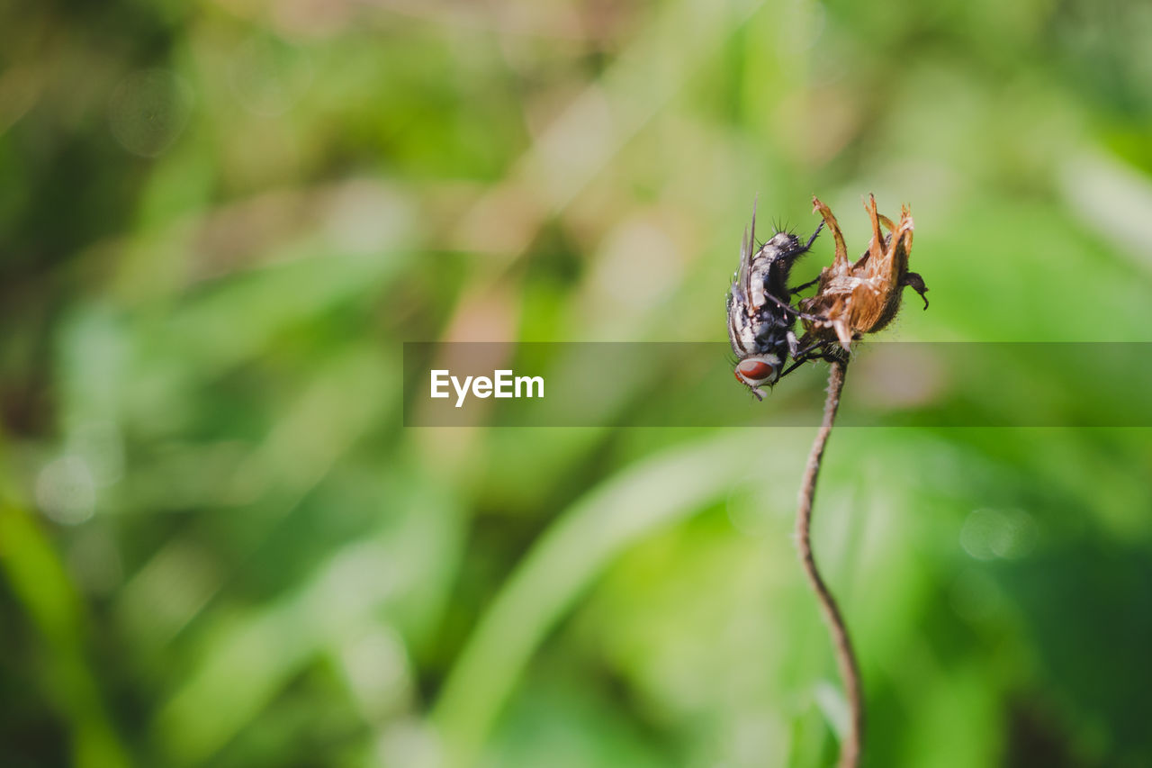 Close-up of insect on plant