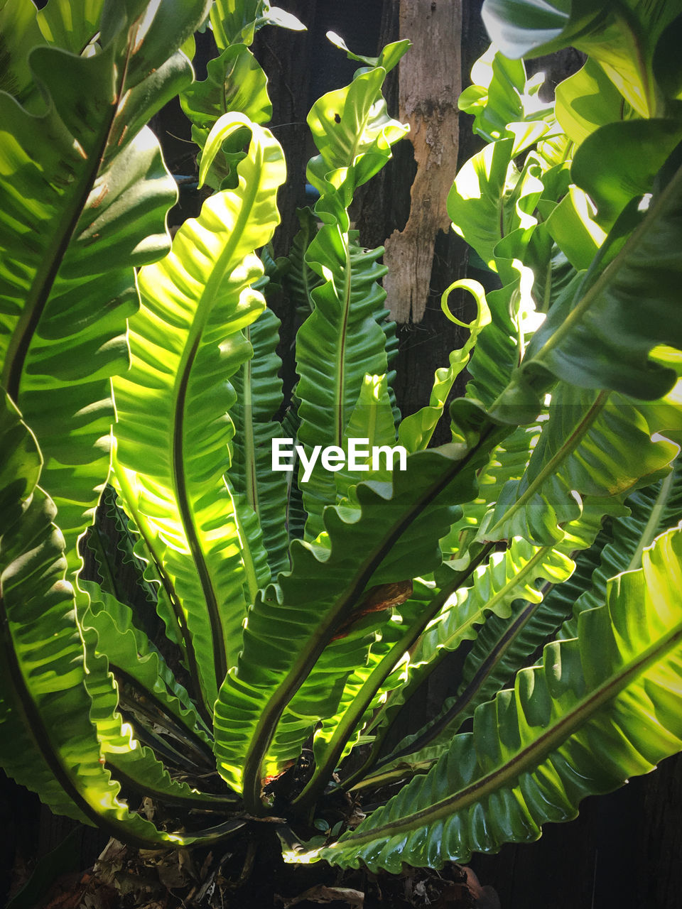 CLOSE-UP OF FRESH GREEN LEAVES