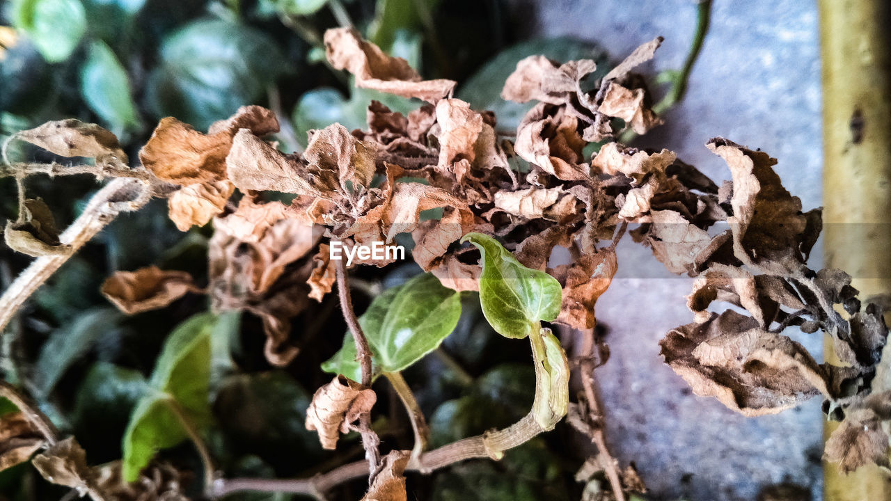 CLOSE-UP OF DRIED LEAVES