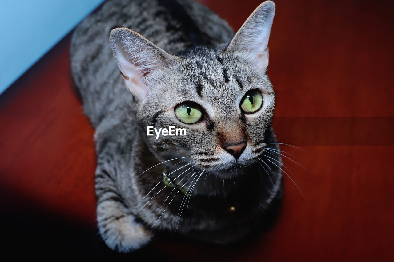 CLOSE-UP PORTRAIT OF TABBY CAT ON FLOOR