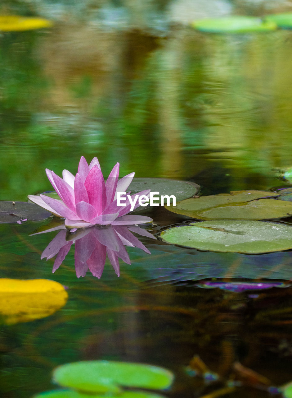 flower, flowering plant, water, lake, water lily, nature, green, beauty in nature, plant, freshness, leaf, pink, floating, floating on water, lotus water lily, plant part, reflection, lily, petal, flower head, fragility, inflorescence, macro photography, close-up, aquatic plant, no people, blossom, wildflower, outdoors, purple, tranquility, yellow, growth, social issues, sunlight, environment, springtime, day, grass
