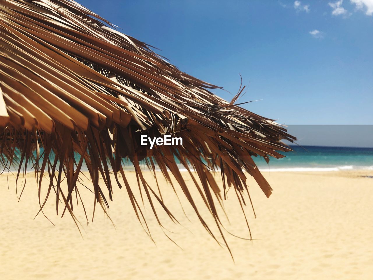 Palm trees on beach against sky