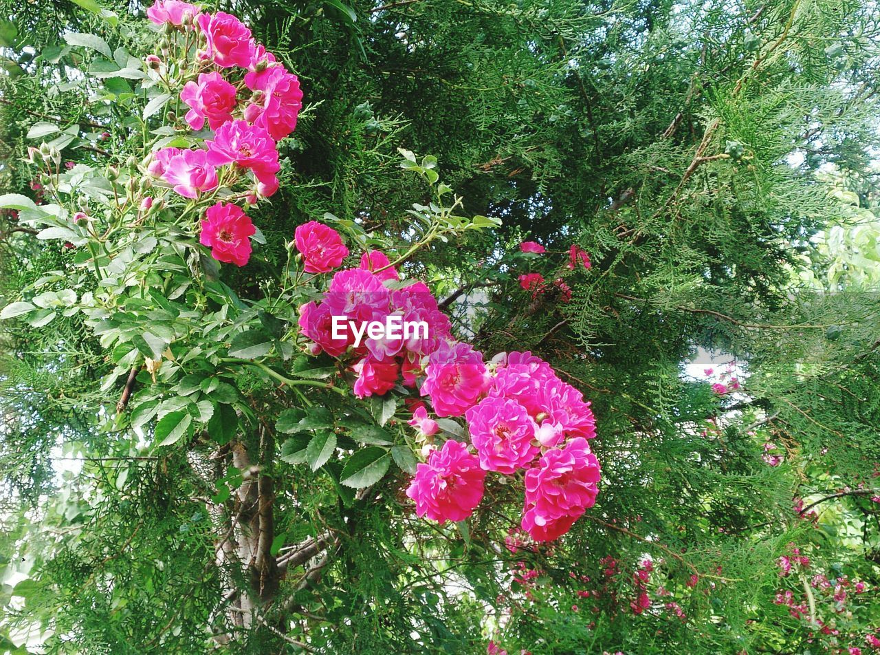 Pink flowers blooming on tree