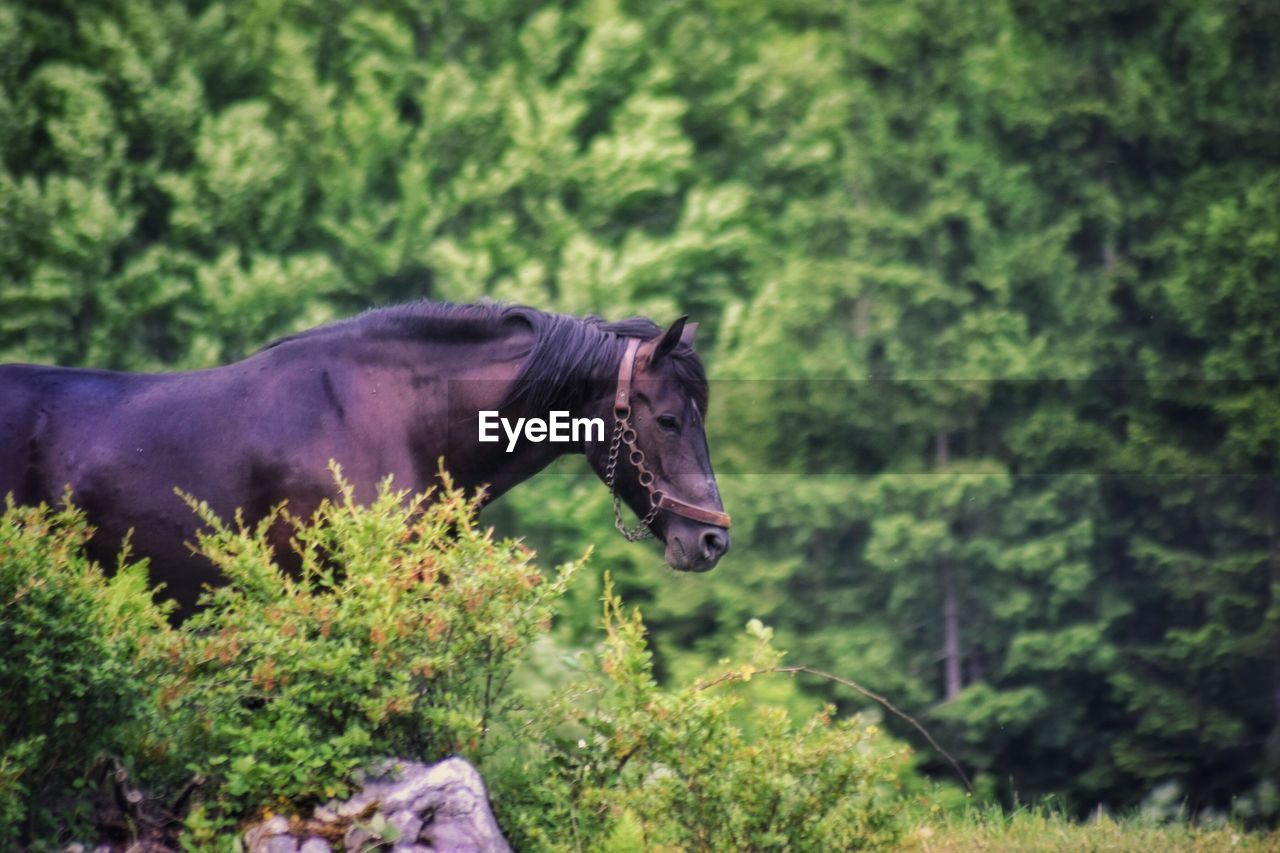 Side view of horse standing in forest