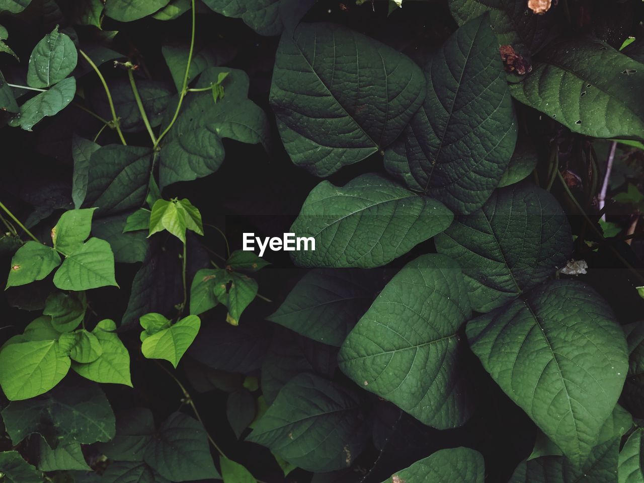 Full frame shot of fresh green leaves