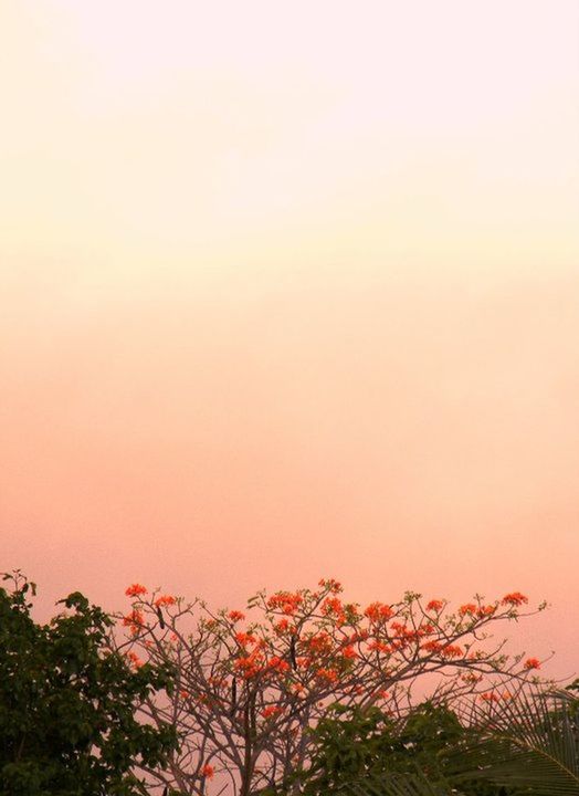 Flowering tree against sky during sunset
