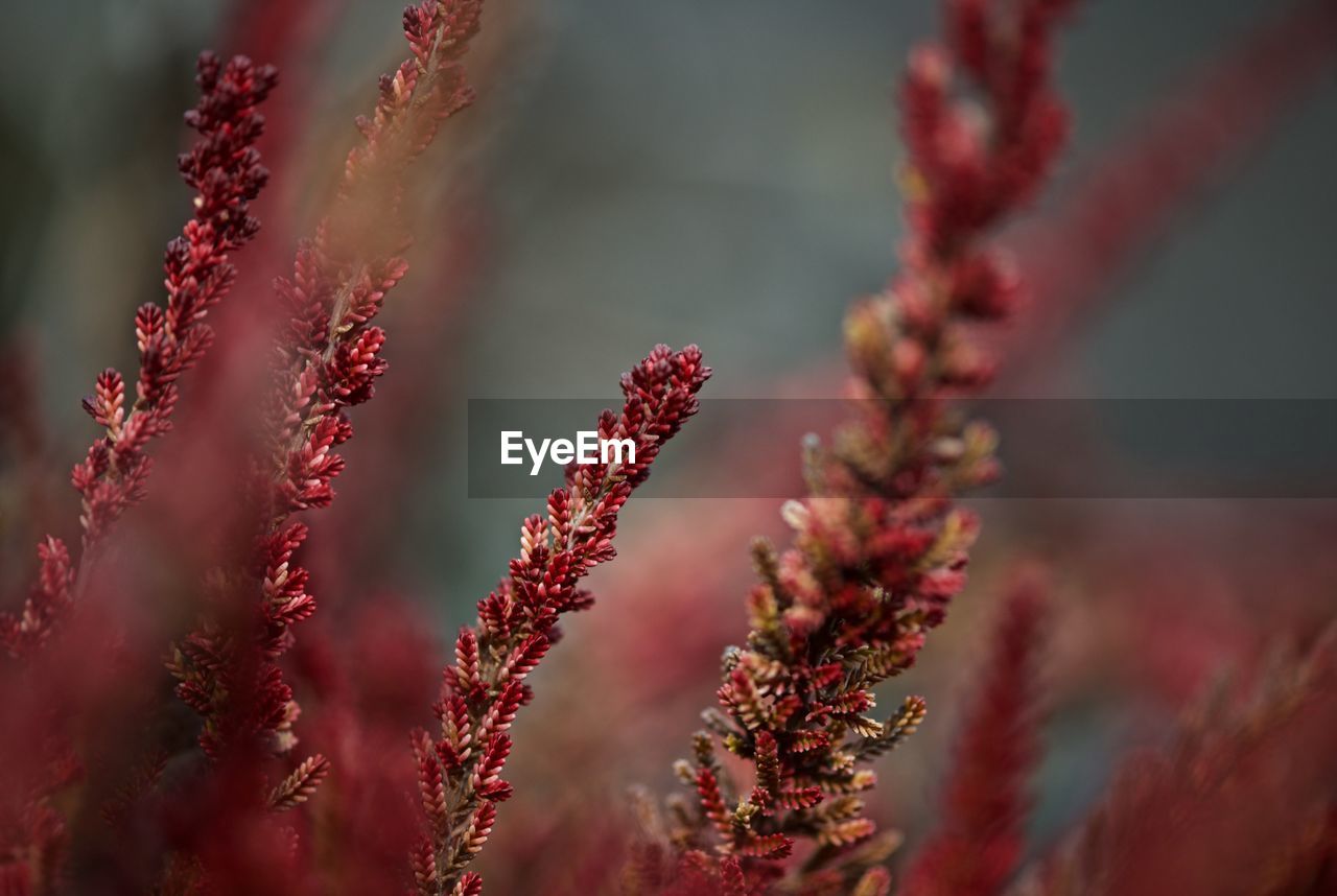 Close-up of red flowers against sky