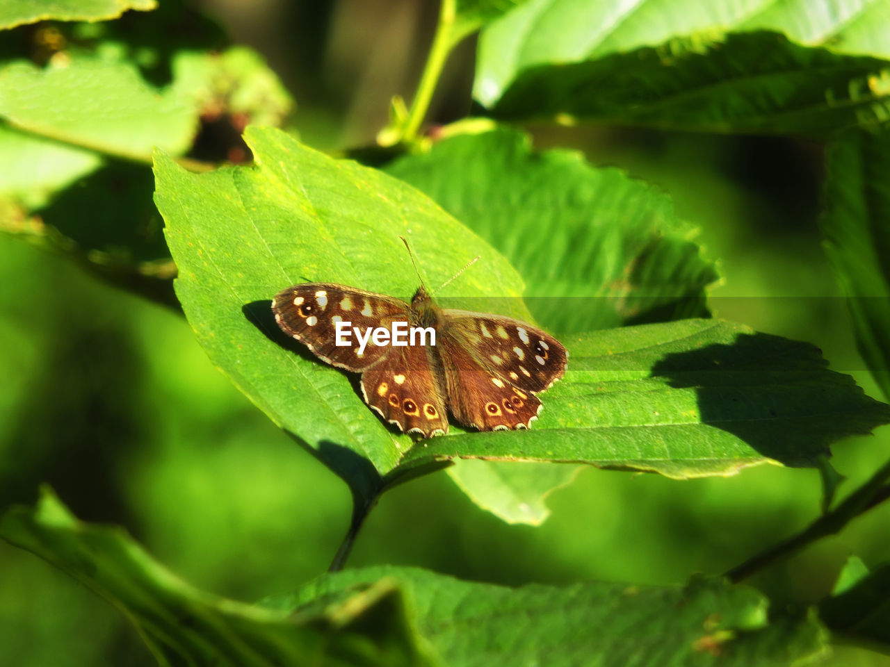 CLOSE-UP OF BUTTERFLY ON PLANT LEAF