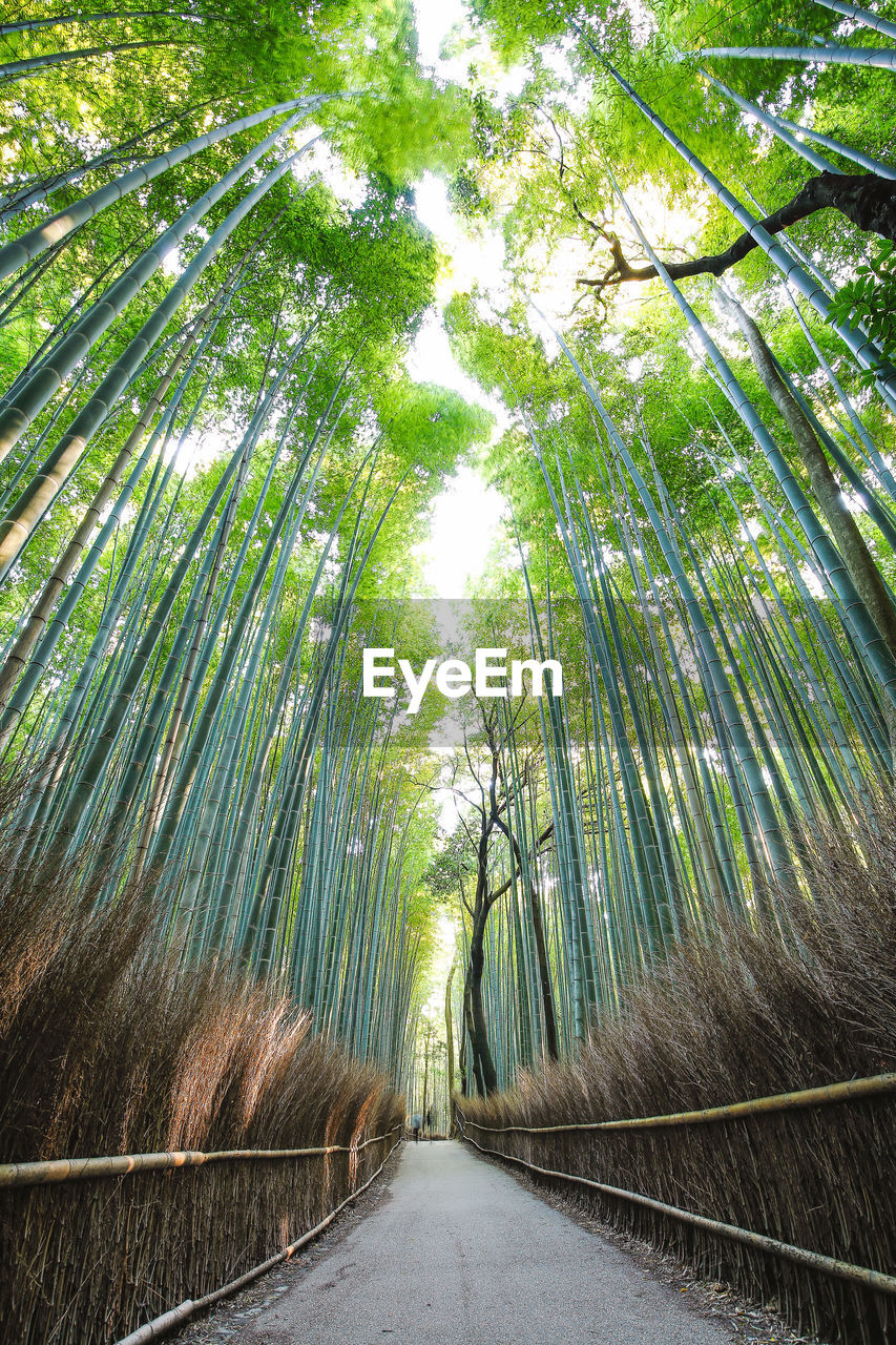 TREES GROWING IN FOREST