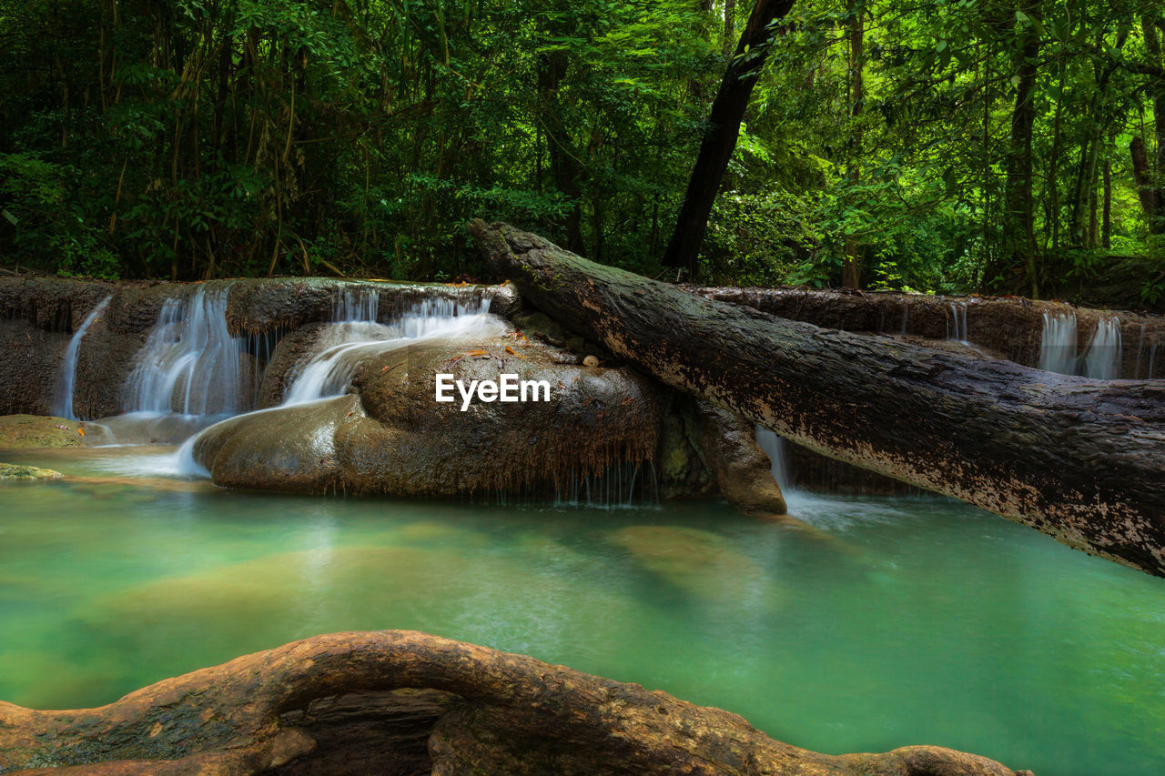 WATER FLOWING IN FOREST