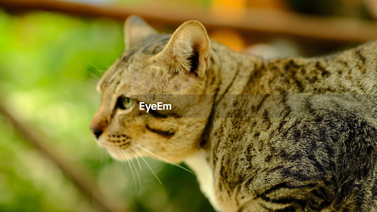 CLOSE-UP OF A CAT LOOKING AWAY OUTDOORS